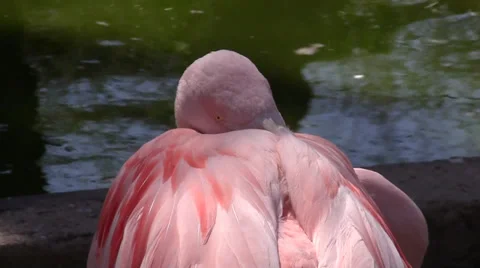 Flamingos 動画素材 33294058