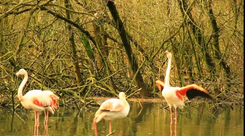 Flamingos Видео 36096402