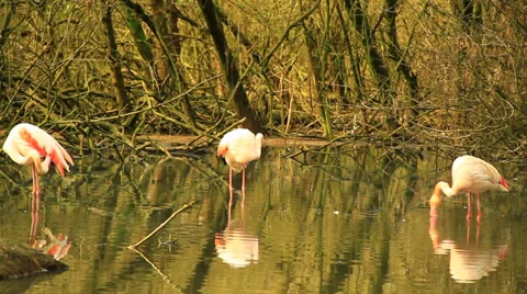 Flamingos Stock-Footage 36096420
