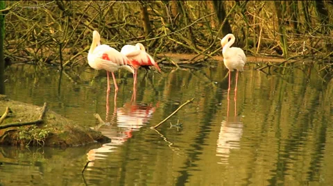 Flamingos Stock Footage 36096428