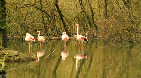 Flamingos Video stock 36096434