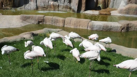 Flamingos Stock Footage 93115956