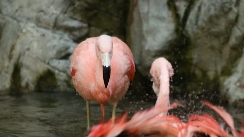 Flamingos Stock Footage 93555207