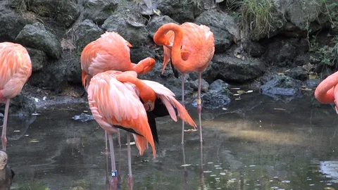 Flamingos Stock Footage 97032594