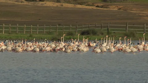 Flamingos Stock Footage 104373615