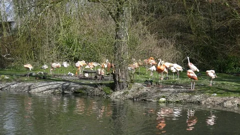 Flamingos Stock Footage 117716223
