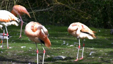 Flamingos Stock Footage 117717937