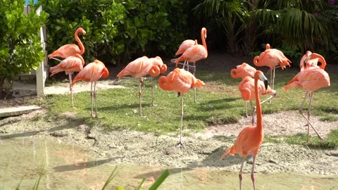 Flamingos Видео 133806552