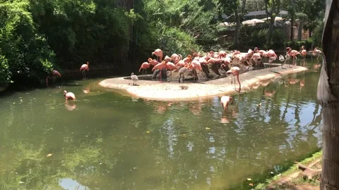 FLAMINGOS Video stock 135029696