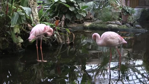 Flamingos Stock Footage 146166291