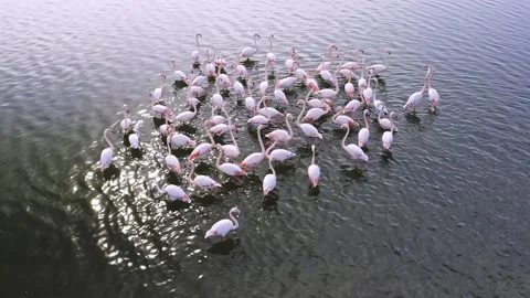 Flamingos Stock Footage 164895042