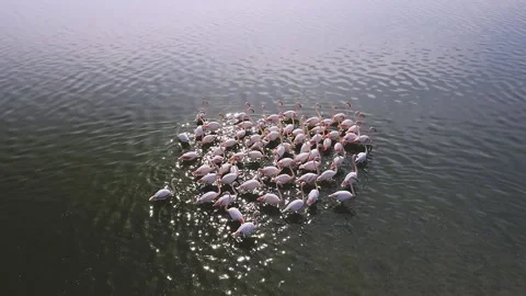 Flamingos Stock Footage 164913839