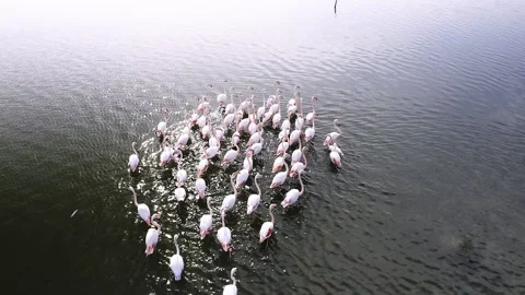 Flamingos Stock Footage 164917278