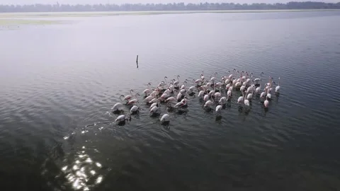 Flamingos Stock Footage 164920662