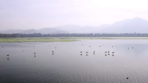 Flamingos Stock Footage 165153481