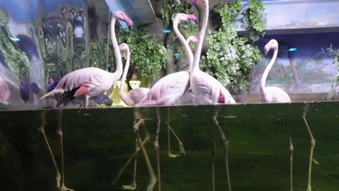 Flamingos 库存影片 188203122