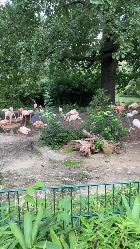 Flamingos Stock Footage 224746141