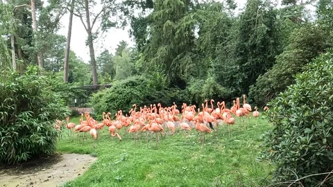 Flamingos Stock Footage 249322595