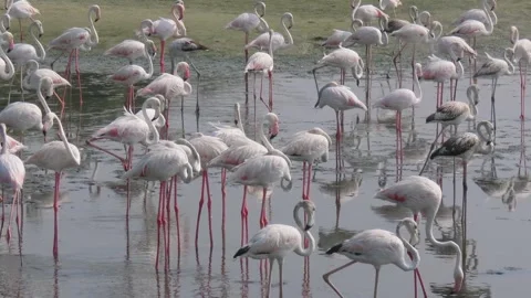 Flamingos Stock Footage 260475671
