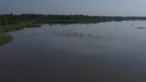 Flamingos 스톡 동영상 318009885