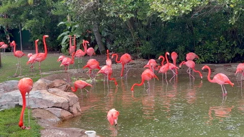 Flamingo's Stock Footage 328322291