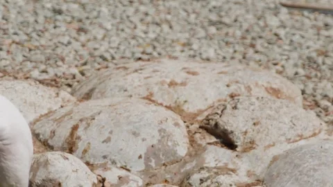 Flamingos foraging rocky shore shallow water coastal habitat Stock Footage 345700667