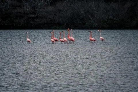 Flamingos in Galapagos Lagoon Stock Photos
