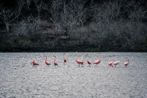 Flamingos in Galapagos Tranquility Stock Photos