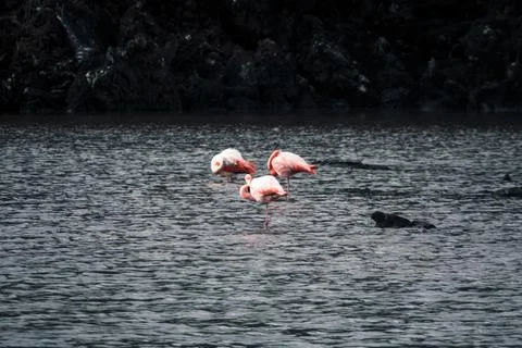 Flamingos in Galapagos Tranquility Stock Photos