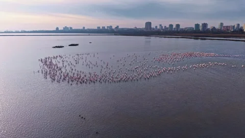 Flamingos gather in harmonious formation over a serene wetland at sunset, Stock Footage 331979410