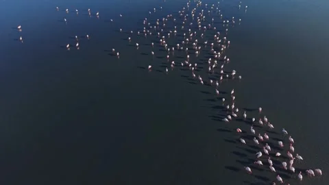 Flamingos gather on water during daylight in a natural habitat Stock Footage 328526629