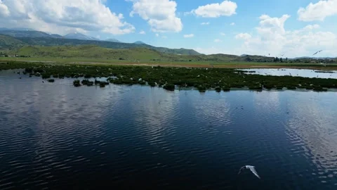 Flamingos Gathering at Hurmet Lake Stock-Footage 337402265