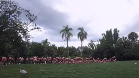 Flamingos gathering by a pond Stock Footage 66202526