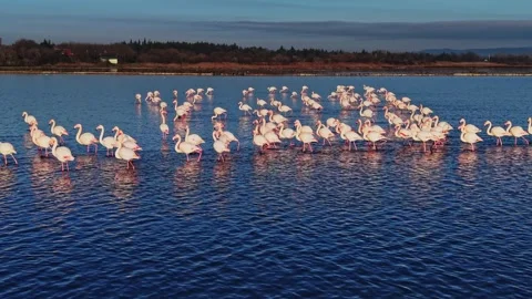 Flamingos gathering in shallow water during a clear day in the wetlands Stock Footage 328525896