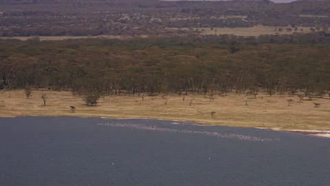 Flamingos Gathering on Water Edge with Forest Background Lake Nakuru Stock Footage 314893926