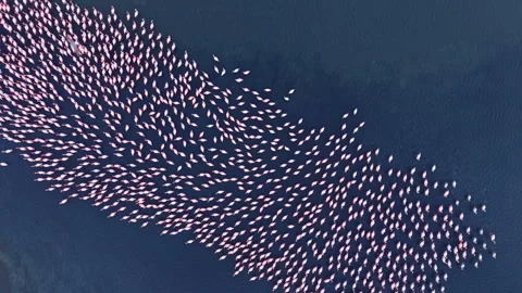 Flamingos glide gracefully over serene waters at sunrise, creating a Stock Footage 331886465