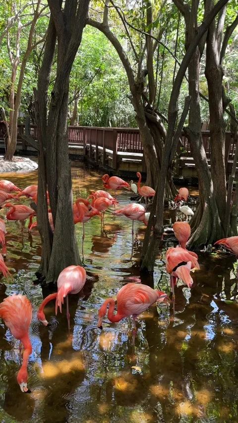 Flamingos gracefully wading and feeding in serene forest wetland habitat Stock Footage 315524698