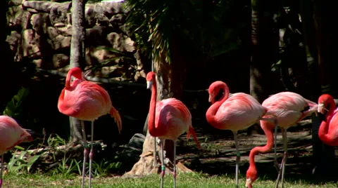 Flamingos on the Grass Stock Footage 40668951