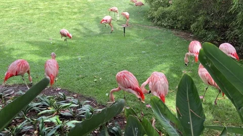 Flamingos Grazing Gracefully in a Lush and Vibrant Green Habitat Full of Beauty Stock Footage 317073752