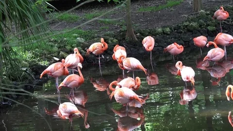 Flamingos grooming, 4K Stock Footage 76500477