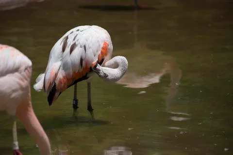 Flamingos Grooming Stock Photos