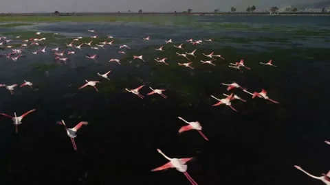 Flamingos, Group in Flight, Taking off from Water, Colony at izmir urban forest Video stock 194358726