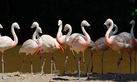Flamingos in group Stock Photos