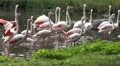 Flamingos group walking in a pond in sunny green nature HD Footage