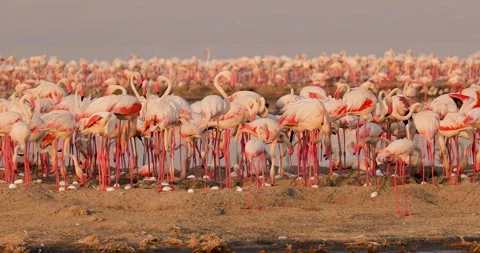 Flamingos guards Stock Footage 144689410