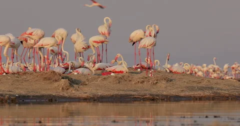 Flamingos guards Stock Footage 144689952