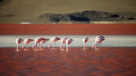 Flamingos HD Stock Footage 12321584