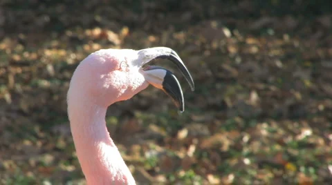 Flamingos head HD Stock Footage 991943