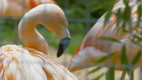 Flamingo's head as it ducks to clean its feathers (Close up) Stock Footage 114638062