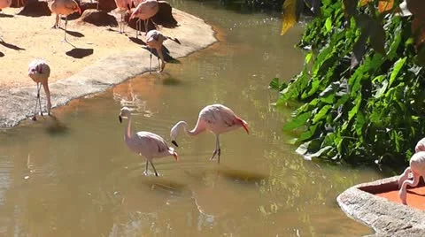 Flamingos III Stock Footage 12701047
